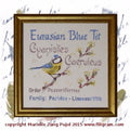 Filigram - Eurasian Blue Tit