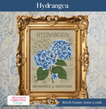 Shannon Christine - Hydrangea
